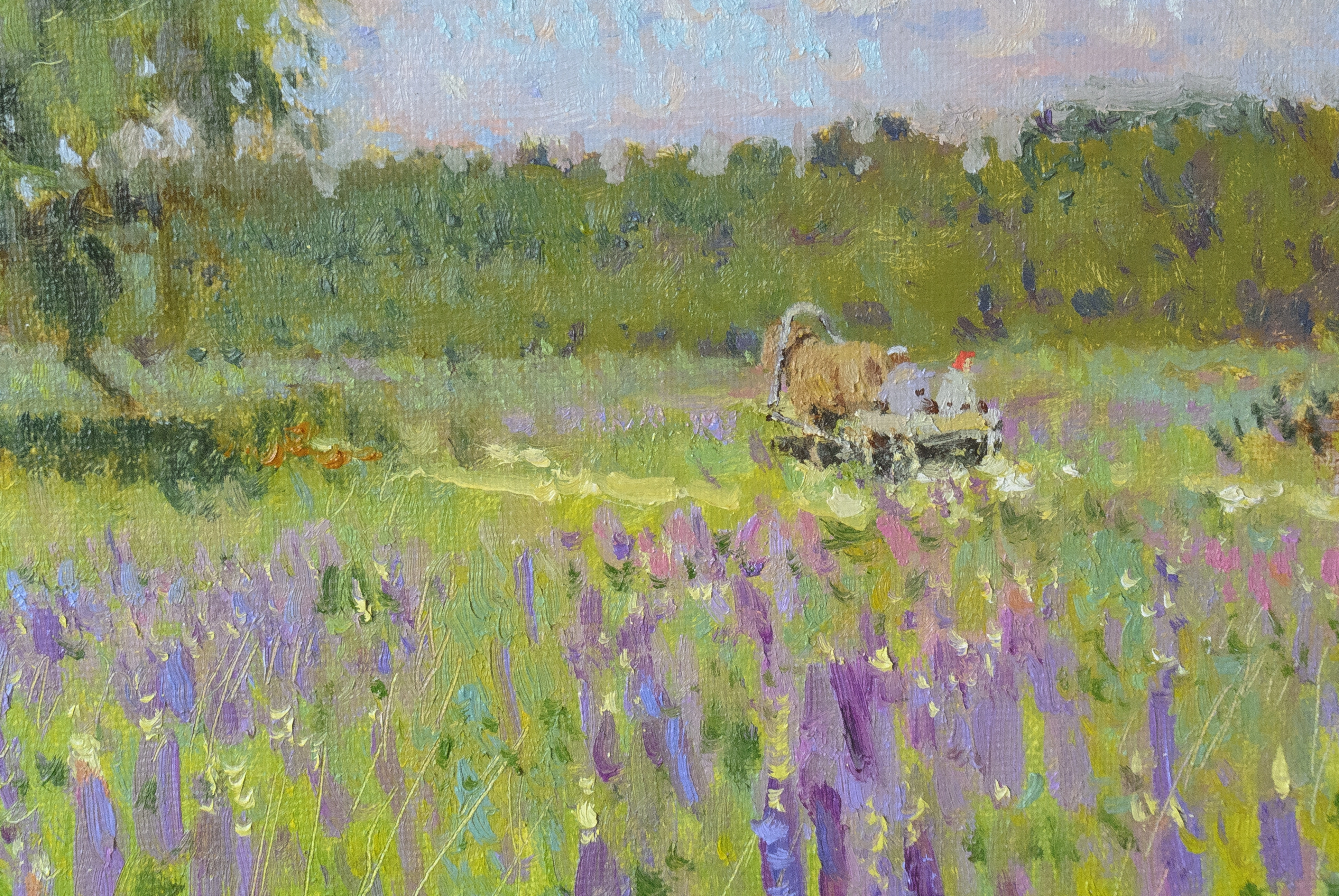 Картина  Березы. Люпины. Лето художника Жилов Андрей